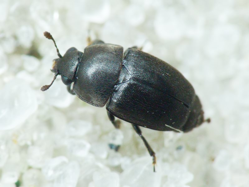 Nitidulidae Latreille, 1802